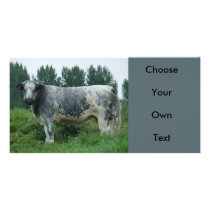 BelgianBlueCow Photo Card Template