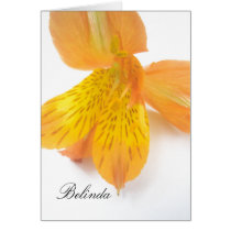 Belinda Card
