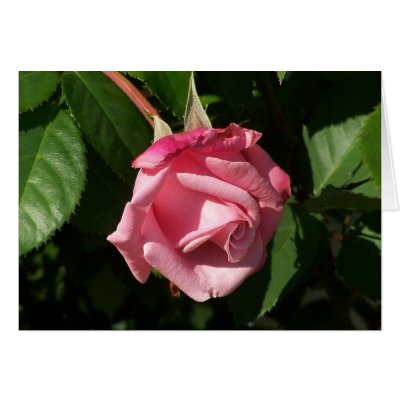 Belinda's Dream Pink Rose Flower Card by JoniceC