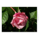 Belinda's Dream Pink Rose Flower Card