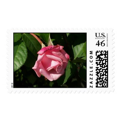 Belinda's Dream Pink Rose Postage Stamp by JoniceC