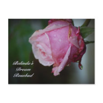 Belinda's Dream Rosebud Postcard