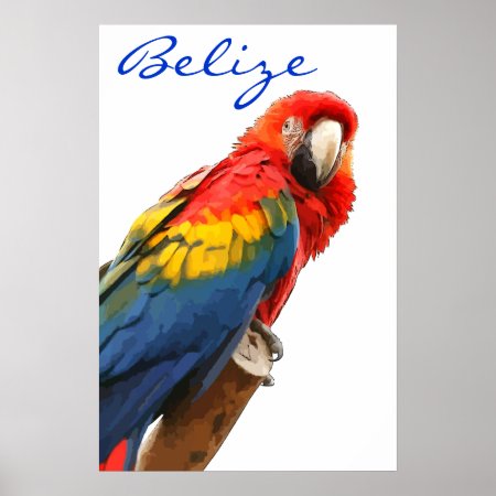 Belize Scarlet Macaw Poster print