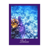 Belize Sea Fan Custom Postcard postcard