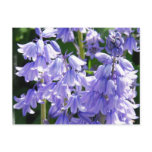 Bell Flower Photo Postcard