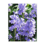 Bell Flower Photo Postcard