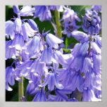 Bell Flower Photo Poster