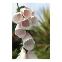 Bell Flowers Photo