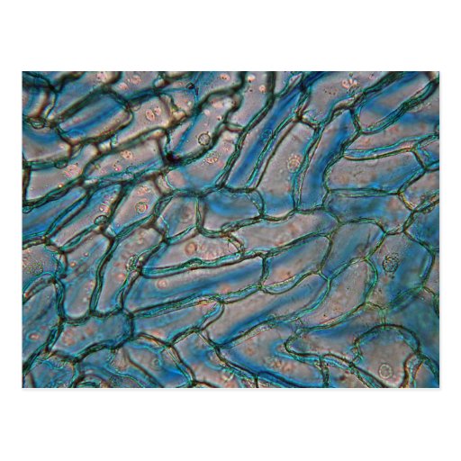 Bell pepper epidermis cells under the microscope postcard Zazzle