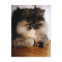 Bell postcards by Spearline Bell postcards