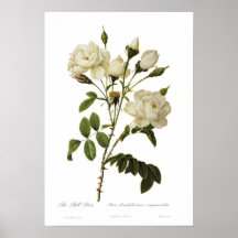 Bell rose by Pierre-Joseph Redoute Posters