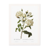 Bell rose post card