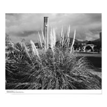 Bell Tower, Pampas Grass, December, 1966 posters