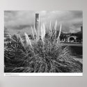 Bell Tower, Pampas Grass, December, 1966 Poster