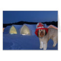 Bella at the Ice House Hotel in Quebec Canada cards