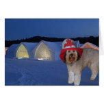 Bella at the Ice House Hotel in Quebec Canada Card