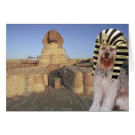 Bella In Egypt Cards