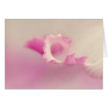 Bella pink one cards
