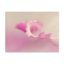 Bella pink one post cards