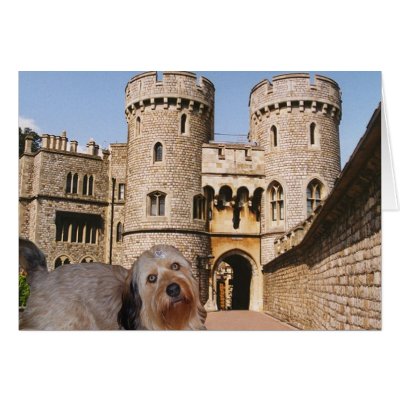 Bella - sporting a crown - Visits Windsor Castle Greeting Card by malibuitalian