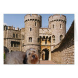 Bella - sporting a crown - Visits Windsor Castle cards