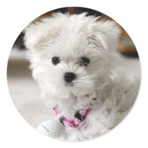 Bella Stickers