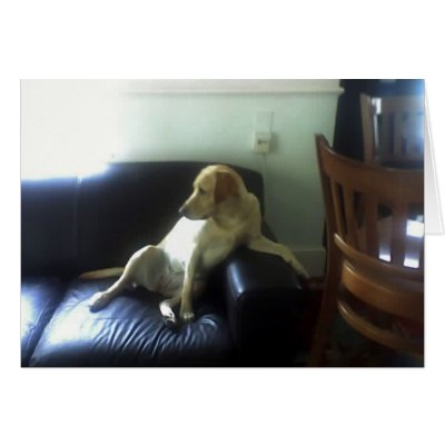 Bella, yellow Labrador dog Cards by Moondial