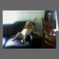 Bella, yellow Labrador dog cards