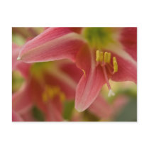 Belladonna Lily Postcard by SabineSt Belladonna Lily Postcard