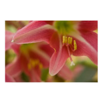 Belladonna Lily Poster posters by SabineSt Belladonna Lily Poster posters