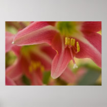 Belladonna Lily Poster