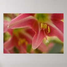 Belladonna Lily Poster