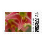 photography, belladonna, lily, amaryllis, flowers,