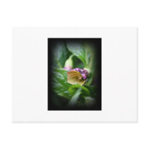 Belladonna Post Card