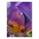 belle deviation cards by Roco1975 belle deviation cards