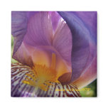belle deviation refrigerator magnets