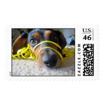 Belle the Beagle postage