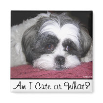 Belle The Shih Tzu Dog magnets by ironydesignphotos Belle The Shih Tzu Dog magnets