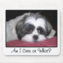 Belle The Shih Tzu Dog mousepads by ironydesignphotos Belle The Shih Tzu Dog mousepads