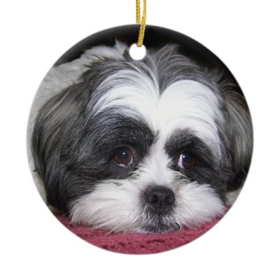 Belle The Shih Tzu Dog Christmas Ornament by ironydesignphotos