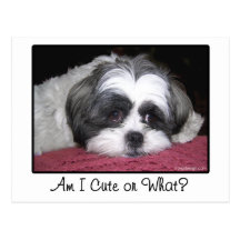 Belle The Shih Tzu Dog Post Card