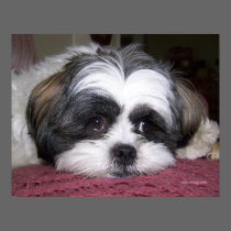 Belle The Shih Tzu Dog
