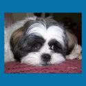 Belle The Shih Tzu Dog posters by ironydesignphotos Belle The Shih Tzu Dog posters