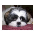 Belle The Shih Tzu Dog posters by ironydesignphotos Belle The Shih Tzu Dog posters