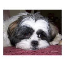 Belle The Shih Tzu Dog posters