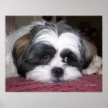 Belle The Shih Tzu Dog posters