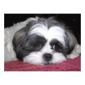 Belle The Shih Tzu Poster posters by ironydesign Belle The Shih Tzu Poster posters