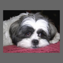 Belle The Shih Tzu Poster posters