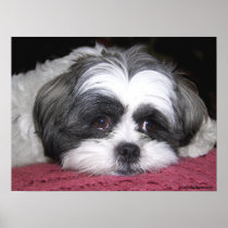 Belle The Shih Tzu Poster posters