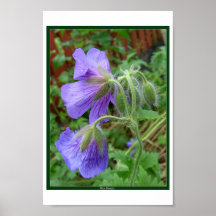 Belleza azul posters